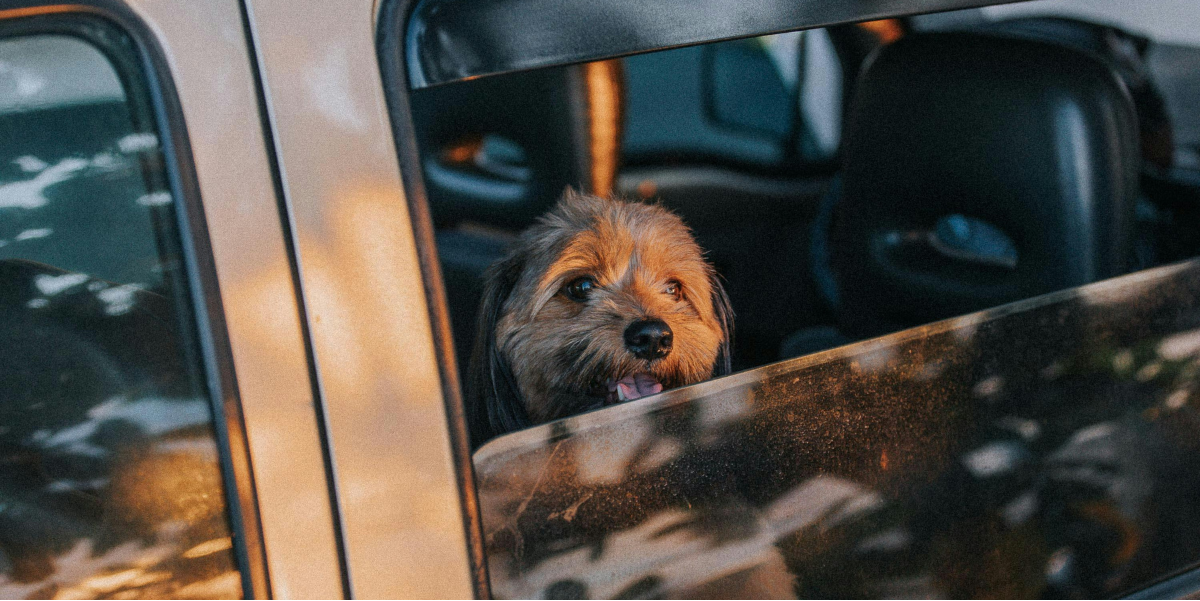 Dog in car