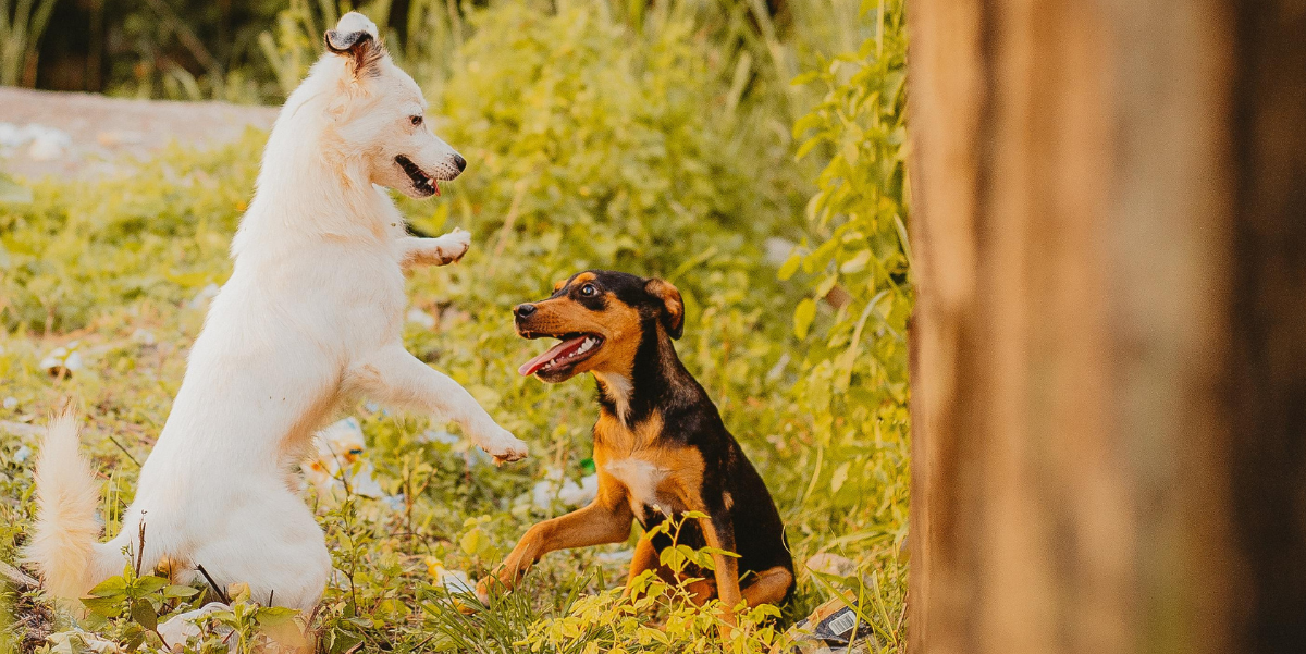Dogs playing