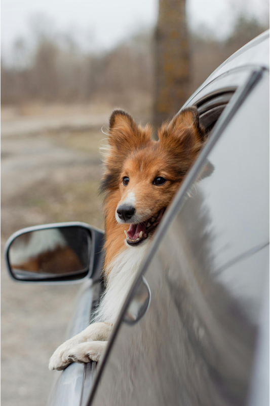 UK Laws on Traveling with Dogs in a Car: A Comprehensive Guide